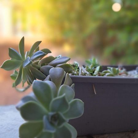 T2 De 45 M2 Sur Porticcio Avec Jardin 아파트 외부 사진